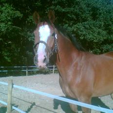 Dansk Varmblod Evita (aflivet)