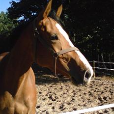 Dansk Varmblod Evita (aflivet)