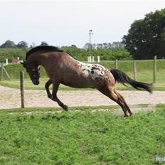 Appaloosa Krezip