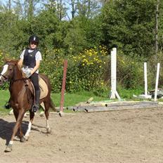 Hollandsk Sportspony Esprit