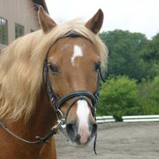 Haflinger Tarzan