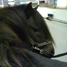 Dartmoor machel solgt