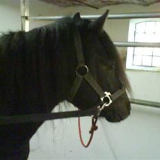 Dartmoor machel solgt