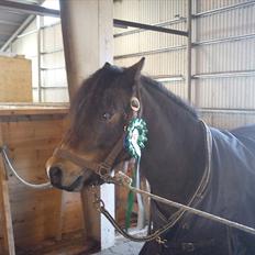 Dartmoor fernando solgt