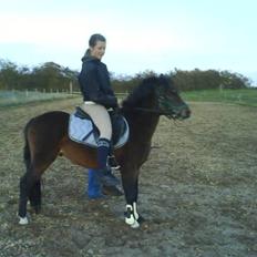 Dartmoor fernando solgt