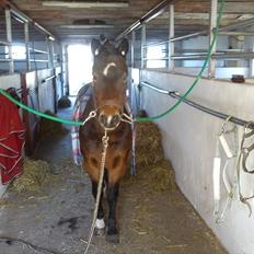 Dartmoor fernando solgt