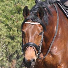 Trakehner Hiohito