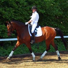 Trakehner Hiohito