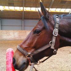Trakehner Hiohito