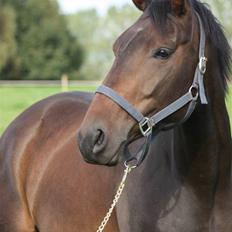 Dansk Varmblod Lykkesborgs Sydney 