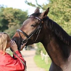 Dansk Varmblod Lykkesborgs Sydney 