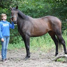 Dansk Varmblod Lykkesborgs Sydney 