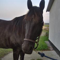 Traver gutta bee # R.I.P #