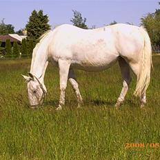 Lipizzaner Conversano Szanzaarri. Himmelhest