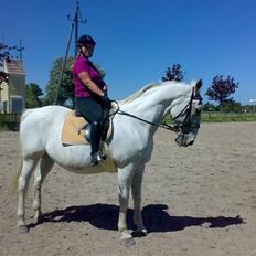 Lipizzaner Conversano Szanzaarri. Himmelhest