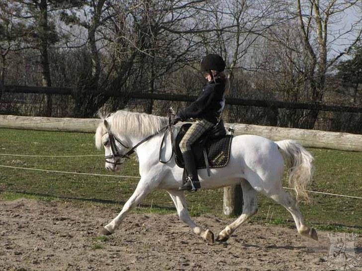 Welsh Mountain (sec A) Møllegaards Flamme (solgt - en dejlig øgning billede 6