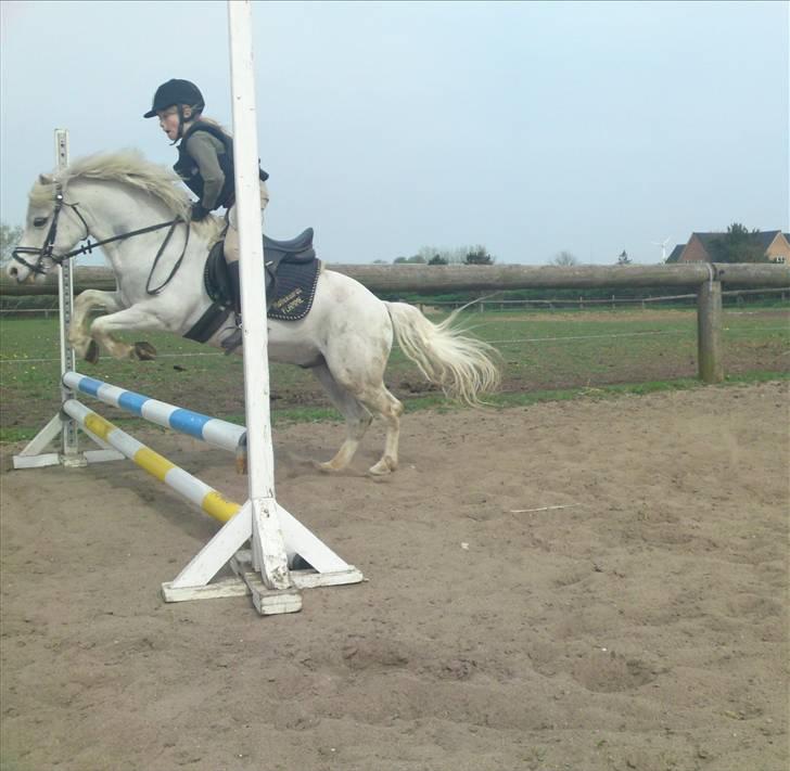 Welsh Mountain (sec A) Møllegaards Flamme (solgt - uh lidt vildt... men hvor er han bare dejlig, min Flamme billede 7