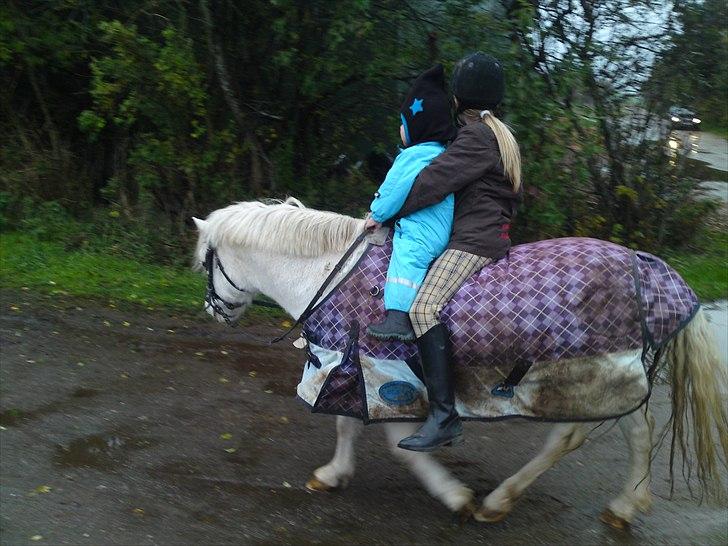 Welsh Mountain (sec A) Møllegaards Flamme (solgt - så er lillebror på 2 år med på en skridt tur billede 8