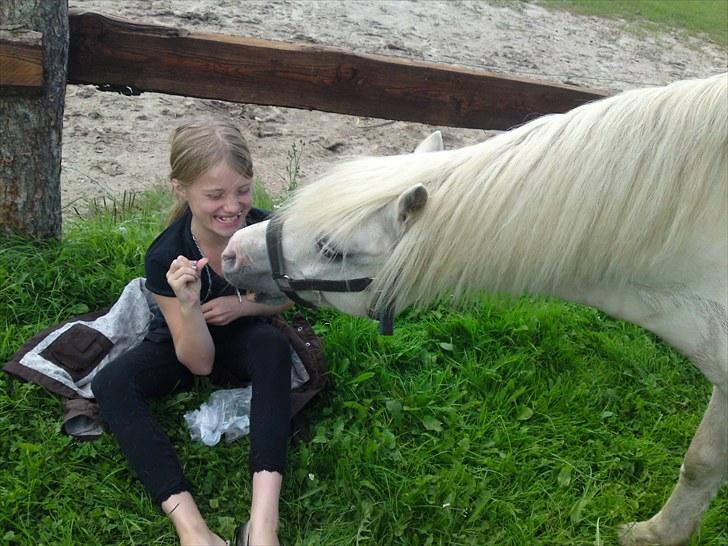 Welsh Mountain (sec A) Møllegaards Flamme (solgt - hygge billede 9