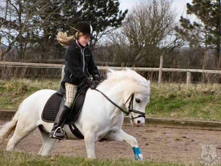 Welsh Mountain (sec A) Møllegaards Flamme (solgt - dejlig galop billede 10