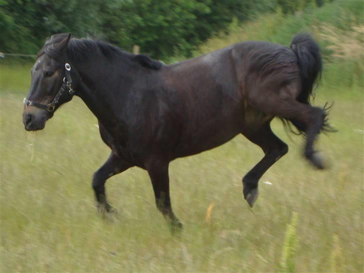 Anden særlig race BOBBY - På mark :D Et rigtig dellebjerg xD billede 15