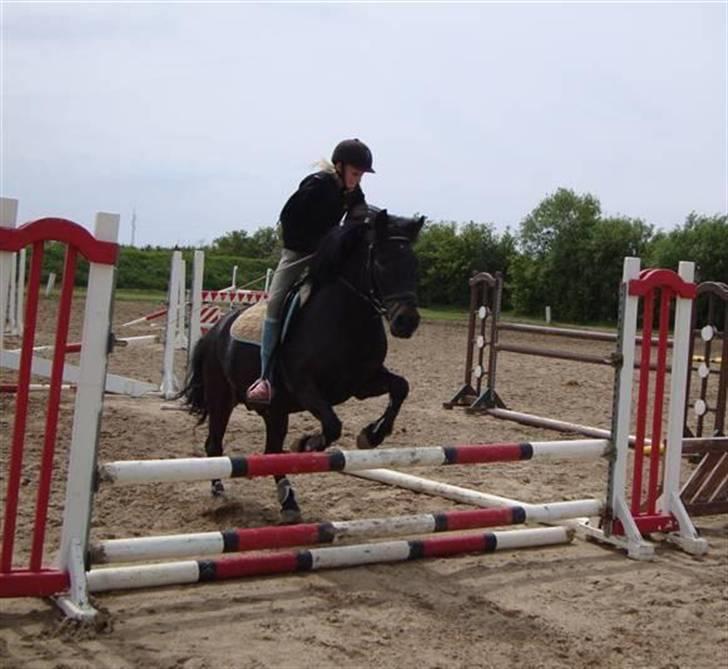 Anden særlig race BOBBY - Springer :D <3 billede 18