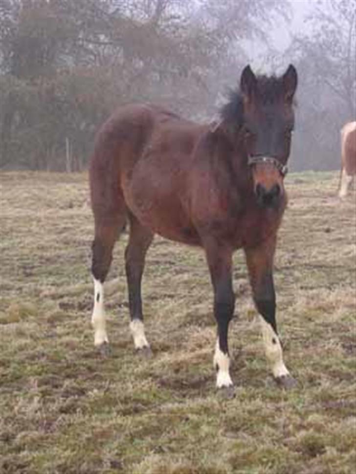 Anden særlig race Fighter - 1/2 år billede 14