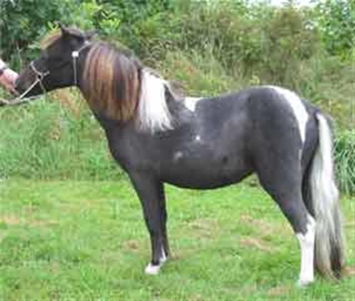 Dansk Miniature Egehøj´s Palermo Picasso billede 1