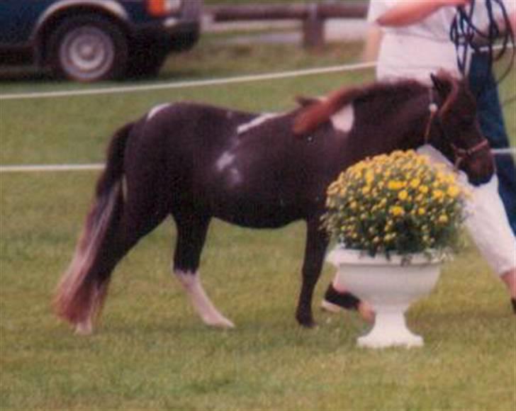 Dansk Miniature Egehøj´s Palermo Picasso billede 2