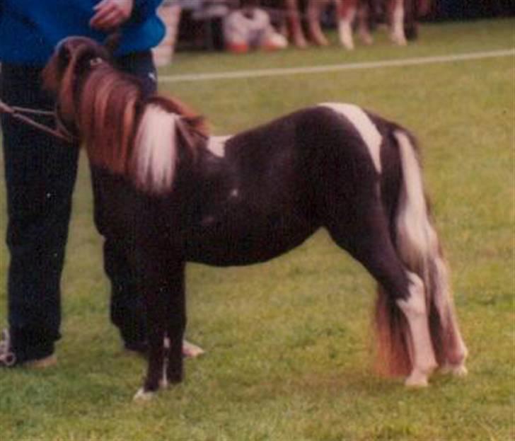 Dansk Miniature Egehøj´s Palermo Picasso billede 3