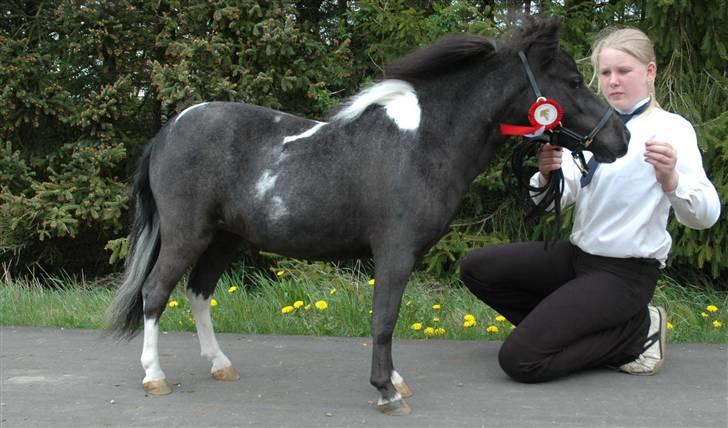 Dansk Miniature Egehøj´s Palermo Picasso billede 4