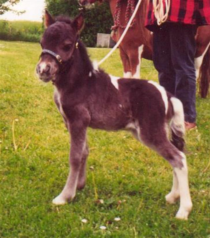 Dansk Miniature Egehøj´s Palermo Picasso billede 5