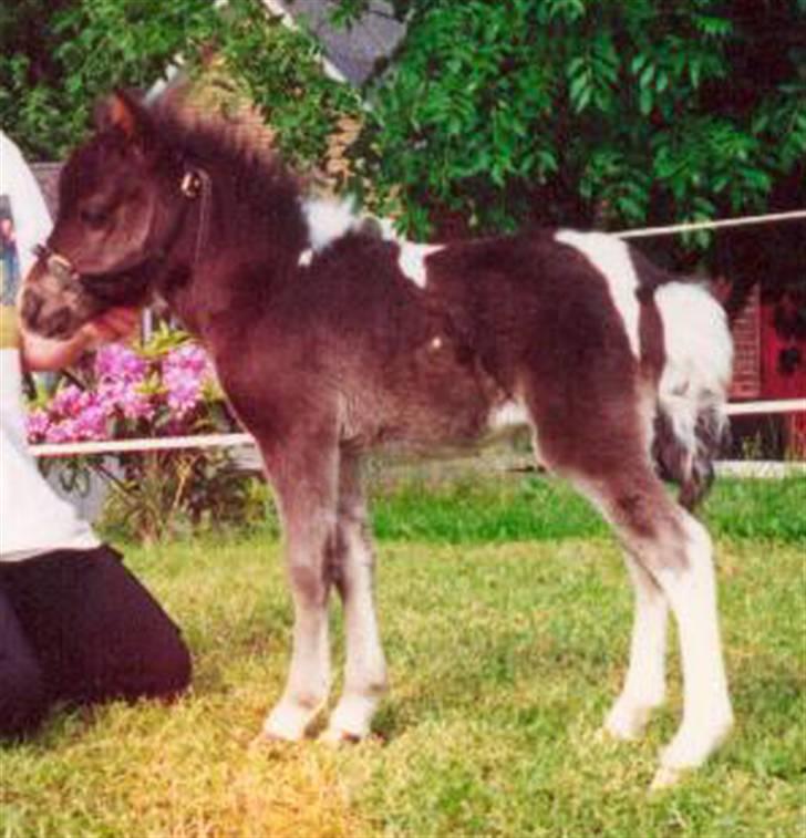 Dansk Miniature Egehøj´s Palermo Picasso billede 6