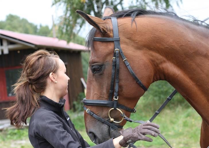 Dansk Varmblod Poseidon - oj her ser han da stor ut.. hjemme i norge. billede 15