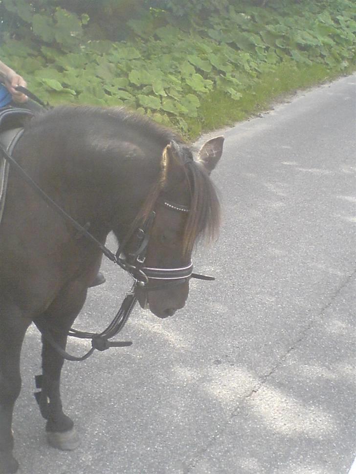 Anden særlig race Tarzan  - En smuk stjerne, der altid vil lyse på os billede 19