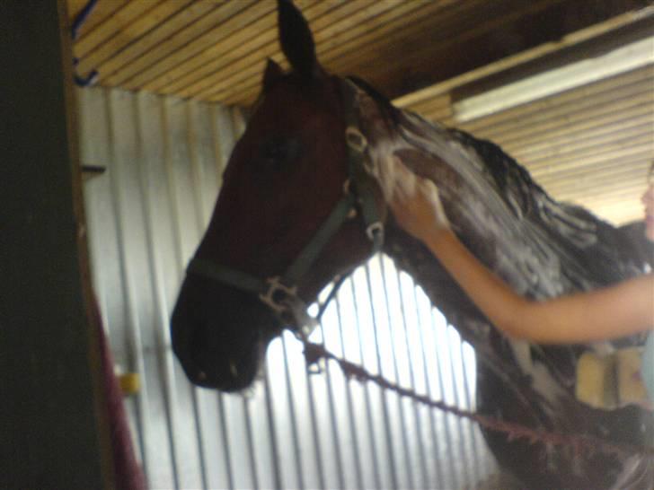 Traver Pressifon  - Da han blevet vasket, inden Toksværd Dyreskue ;) <3 billede 18