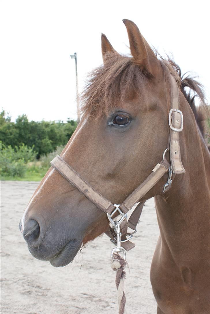 Hollandsk Sportspony Kantje's Sandro - The dream horse<3 billede 13