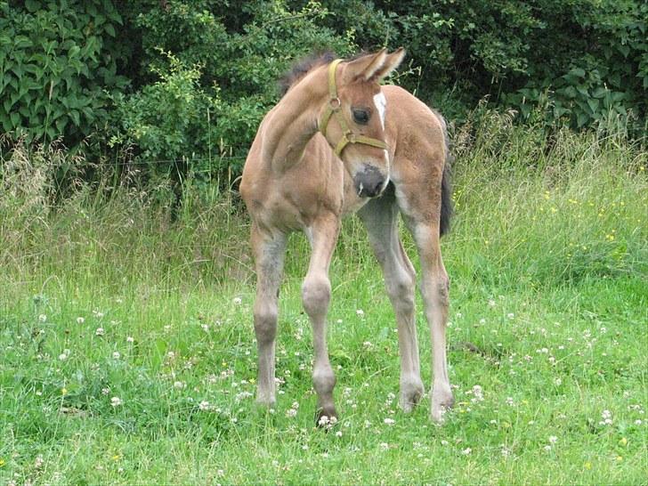 Anden særlig race Ramonas Dodo - Dodo ca. 1 md gl. 2. juli 2007 billede 1