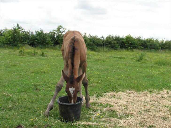 Anden særlig race Ramonas Dodo - Dodo juni 2007 billede 2