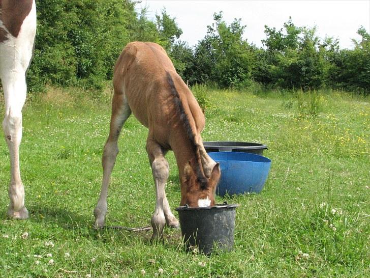 Anden særlig race Ramonas Dodo - Juni 2007 billede 3