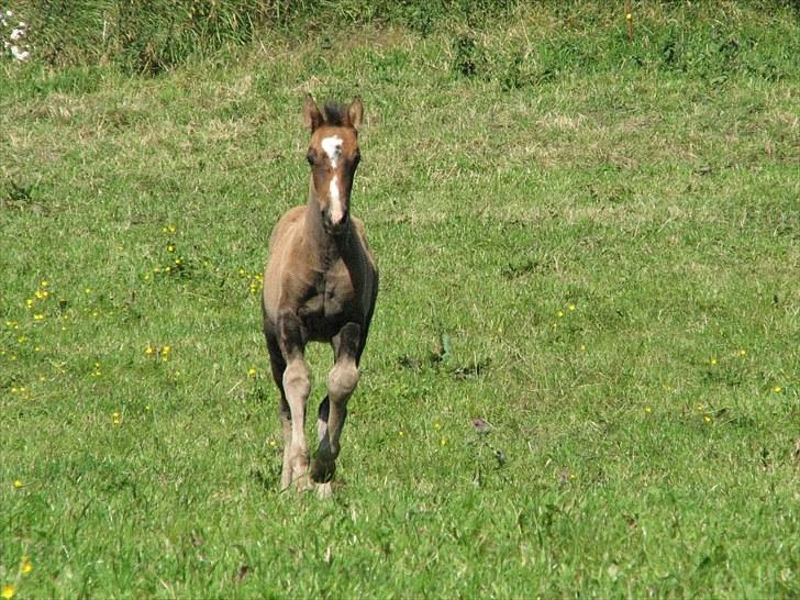 Anden særlig race Ramonas Dodo - Den 3. august 2007, skift af følpels er begyndt billede 4
