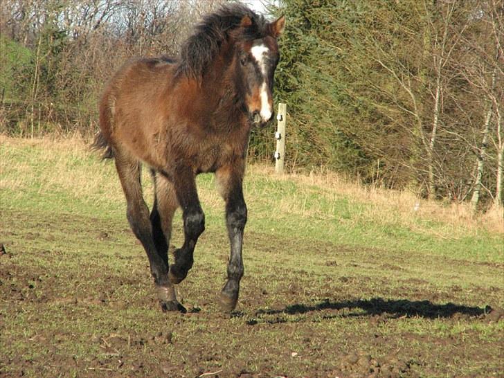 Anden særlig race Ramonas Dodo - Januar 2008, vinterbamsepels billede 5