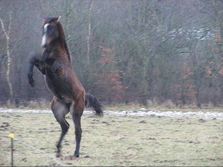 Anden særlig race Ramonas Dodo - Januar 2008 billede 6