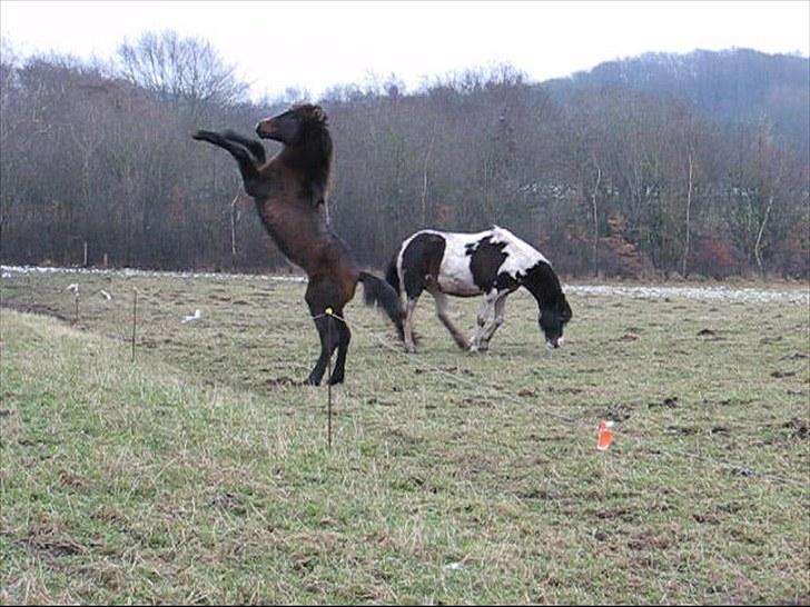 Anden særlig race Ramonas Dodo - Januar 2008 billede 7