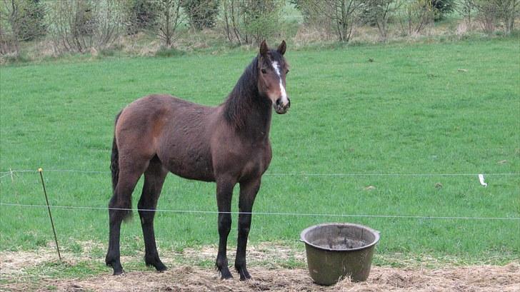 Anden særlig race Ramonas Dodo - April 2008 billede 8