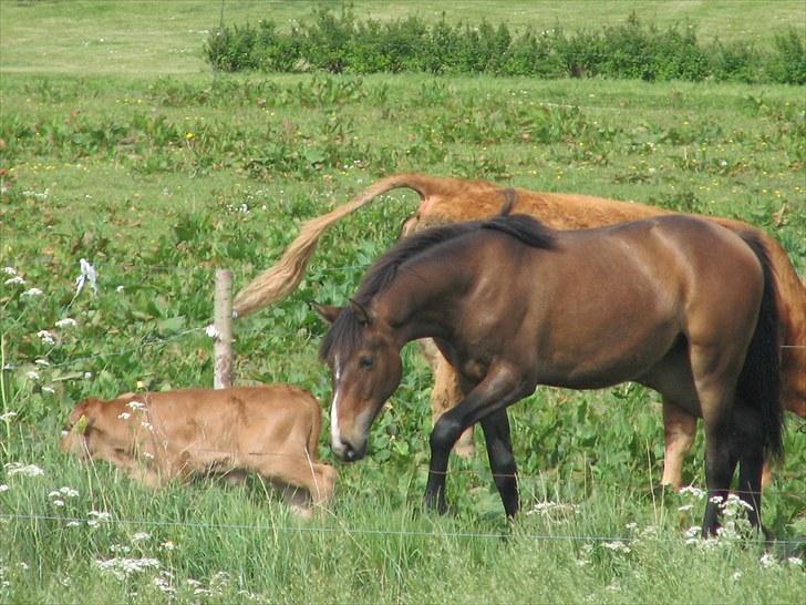 Anden særlig race Ramonas Dodo - Den 27. maj 2008. Dodo´s et års fødselsdag. Barnaby og Dodo billede 9