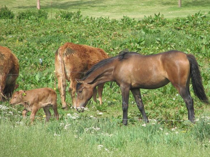 Anden særlig race Ramonas Dodo - Den 27. maj 2008. Dodo´s et års fødselsdag. Barnaby og Dodo billede 10