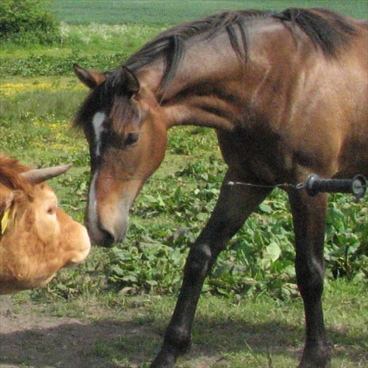 Anden særlig race Ramonas Dodo - Den 27. maj 2008. Dodo´s et års fødselsdag. Bella og Dodo billede 11