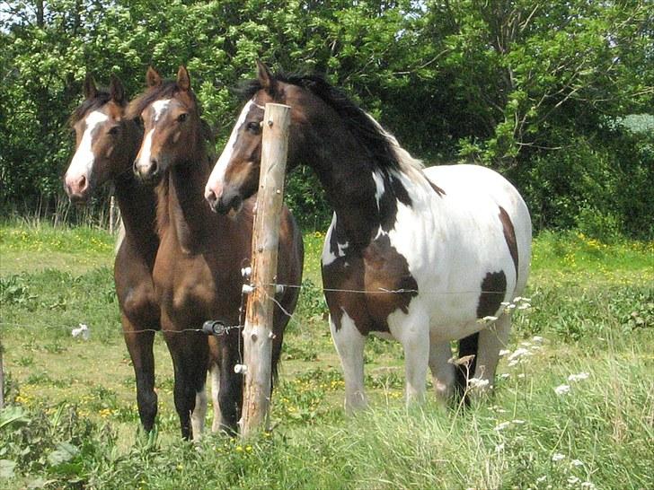 Anden særlig race Ramonas Dodo - Den 31. maj 2008 billede 12