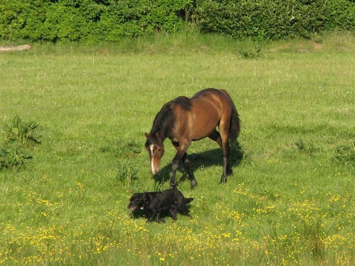 Anden særlig race Ramonas Dodo - Juni 2008. Daisy og Dodo billede 13